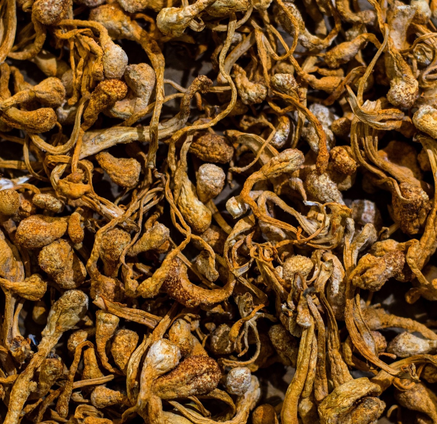 Cordyceps militaris